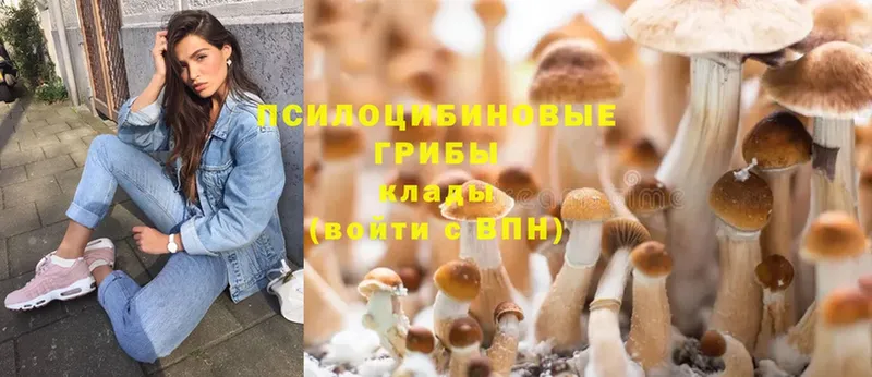 купить   Кириши  Псилоцибиновые грибы Magic Shrooms 